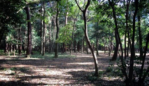 夏キャンプでは虫対策は必須！虫刺されにマジで注意！ブヨに刺された実体験と対策を紹介！